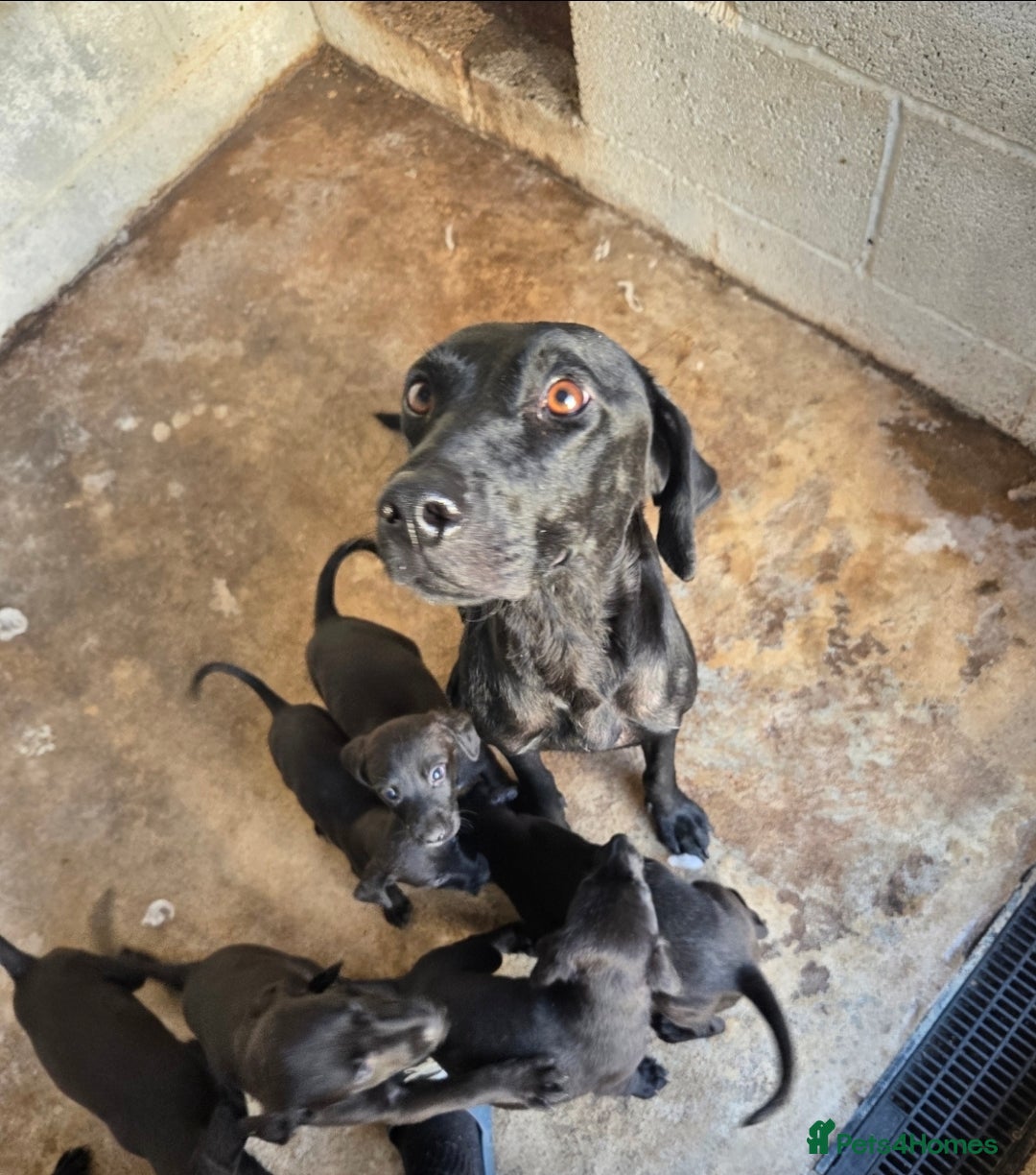 Mixed Breed dogs for sale: Labrador cross saluki puppies - Image 5