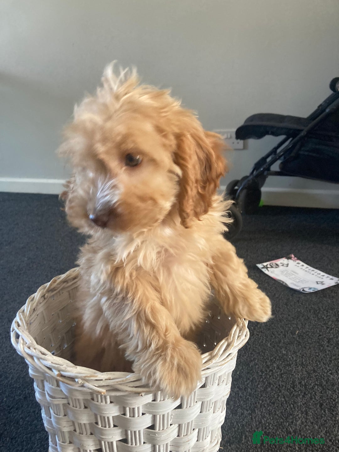 Cockapoo dogs for sale: STUNNING F1 COCKAPOO PUPPIES  - Image 17