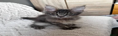 Gonzalo