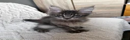 Maine Coon cats for sale: Beautiful Maine coon kittens  - Advert 4