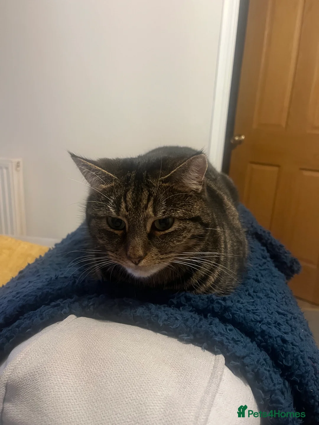 Domestic Shorthair cats for sale: Cat for sale - Advert 2