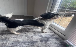 Shih Tzu dogs for sale: 2 female pedigree shih tzu (rehome) - Image 9