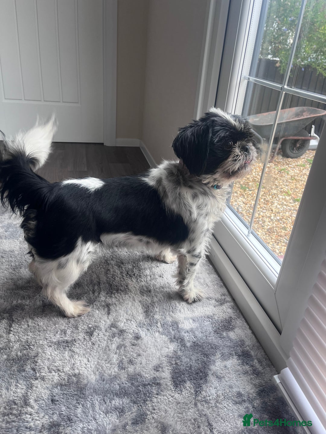 Shih Tzu dogs for sale: 2 female pedigree shih tzu (rehome) - Image 9