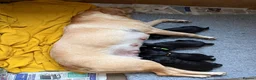Labrador Retriever dogs for sale: Two Black KC Reg Labrador bitches from litter  in Yelverton - Advert 13