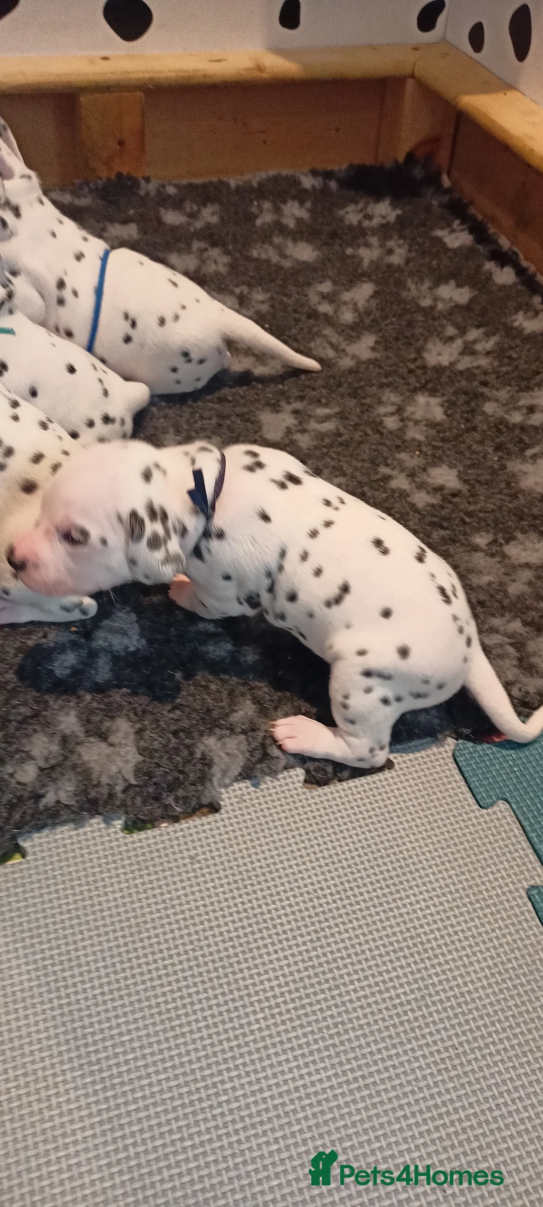 Dalmatian dogs for sale: Beautiful dalmatian puppies - Advert 30