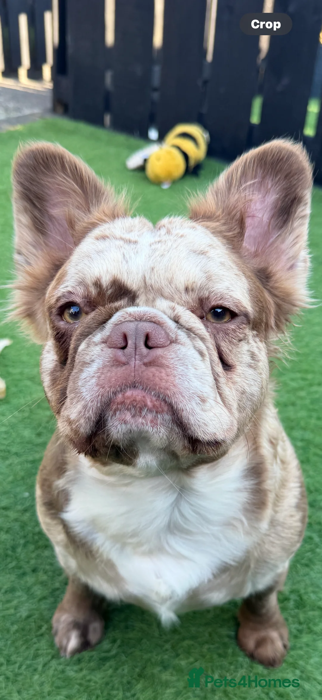 French Bulldog dogs for sale: Visual fluffy French bulldogs  - Advert 12