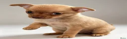 Chihuahua dogs for sale: KC Registered Chihuahua Puppies - Advert 4