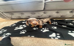 Miniature Dachshund dogs for sale: Miniature dapple dachshund  - Image 7