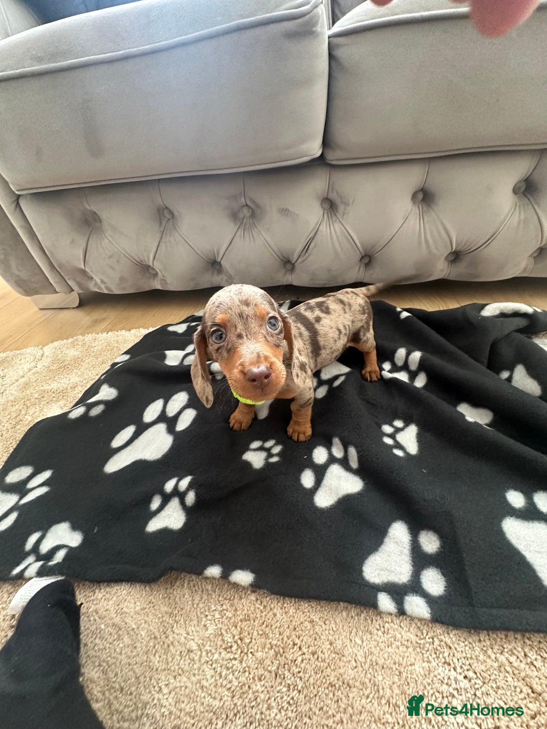 Miniature Dachshund dogs for sale: Miniature dapple dachshund  - Image 7