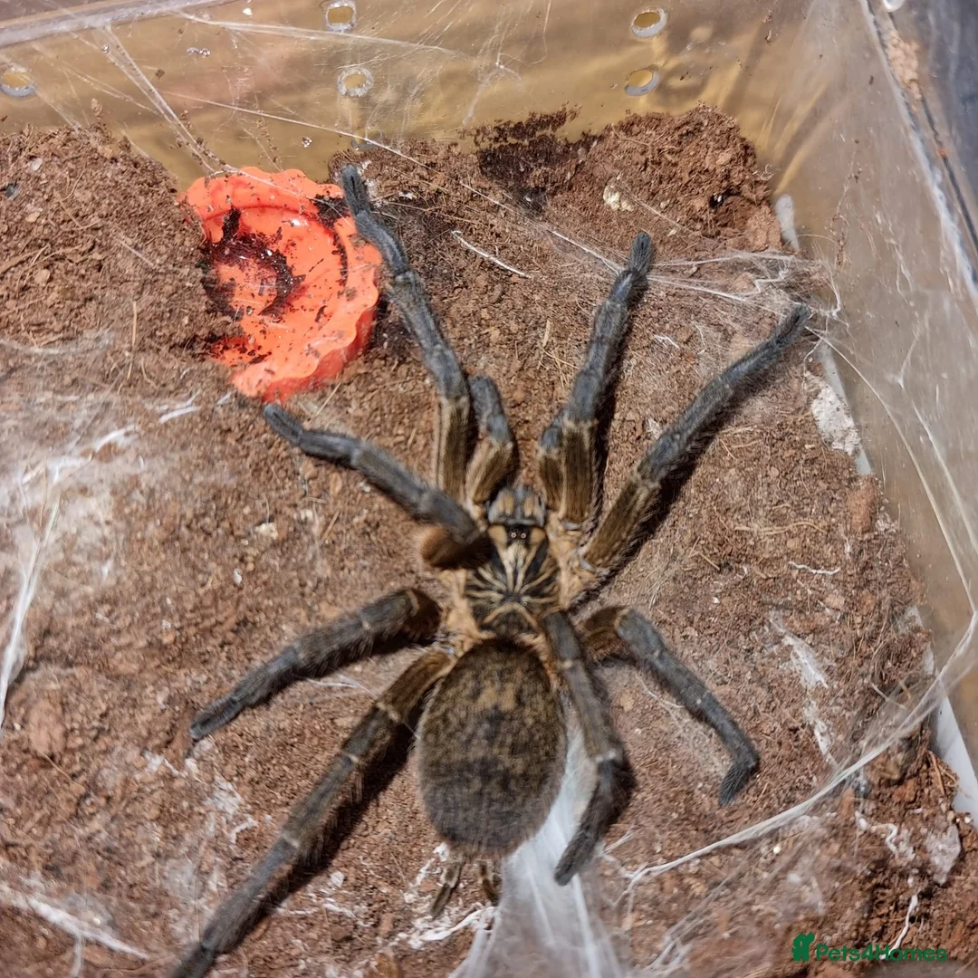 Tarantulas invertebrates for sale: Golden Blue Leg Baboon SA/M - Advert 4