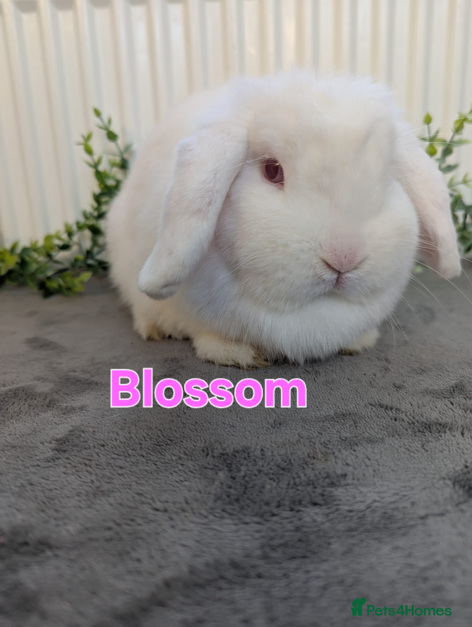 Mini Lop rabbits ❤️REDUCED! mini lop & mini rex boy & girls ♥️ - Advert 16