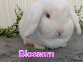 Mini Lop rabbits ❤️REDUCED! mini lop & mini rex boy & girls ♥️ - Advert 13