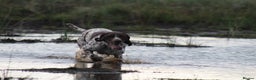German Shorthaired Pointer dogs for stud: 🔥DUNVEOCH STARMAN OF DISGLAIRHILL🔥 in Llandrindod Wells - Advert 3
