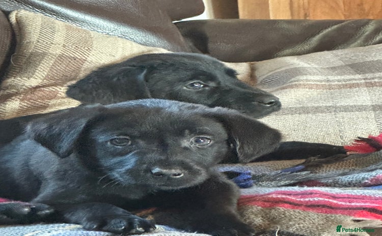 Labrador Retriever dogs - Advert 1