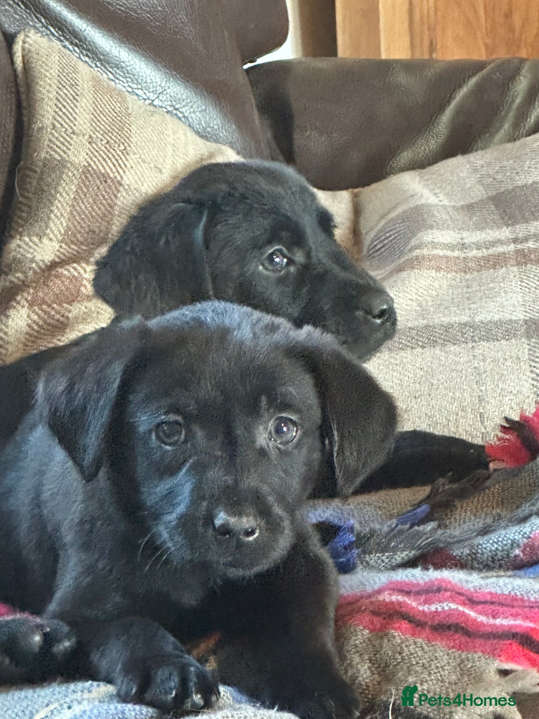 Labrador Retriever dogs for sale: Black Labrador Retriever Puppies - Image 5