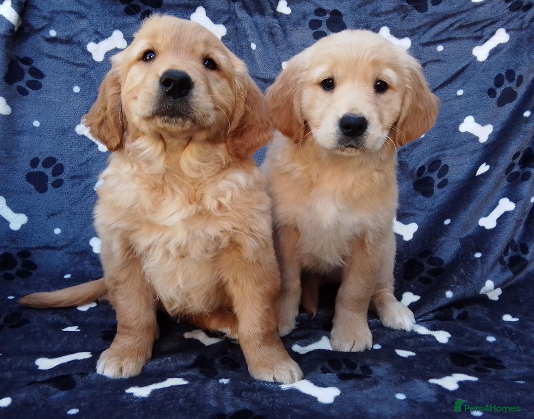 Golden Retriever dogs for sale: Golden retriever puppies extensively health tested - Image 10