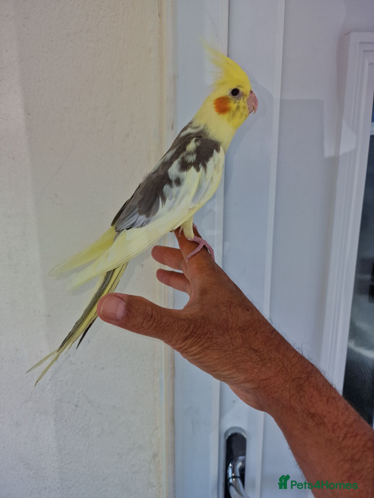 Cockatiels birds Super silly tamed baby cockatiels  - Advert 11