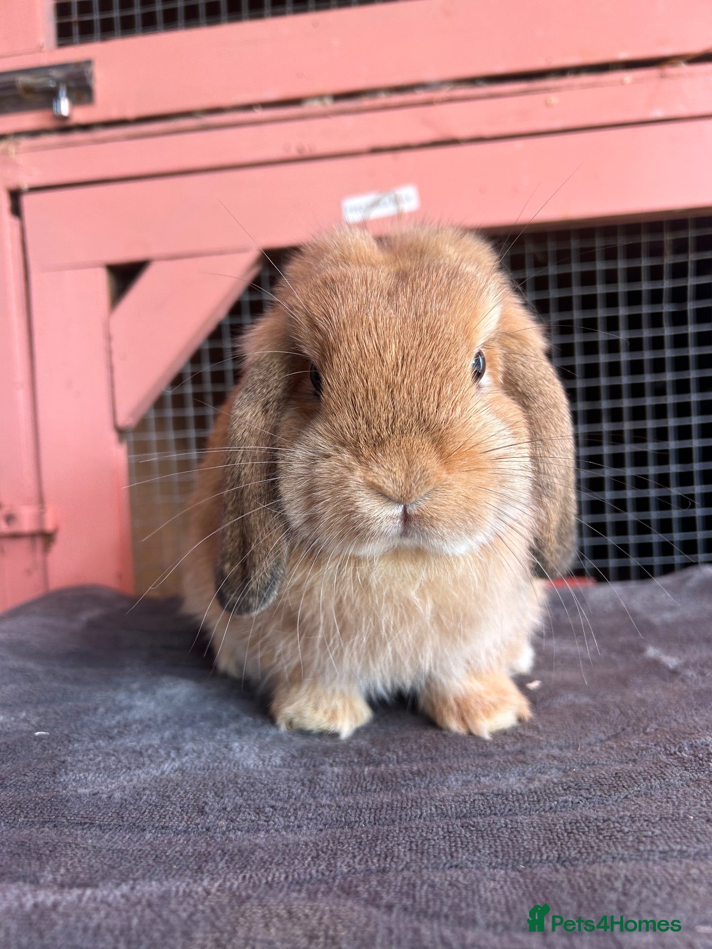 Mini Lop rabbits Show bloodline miniature lops - Advert 8
