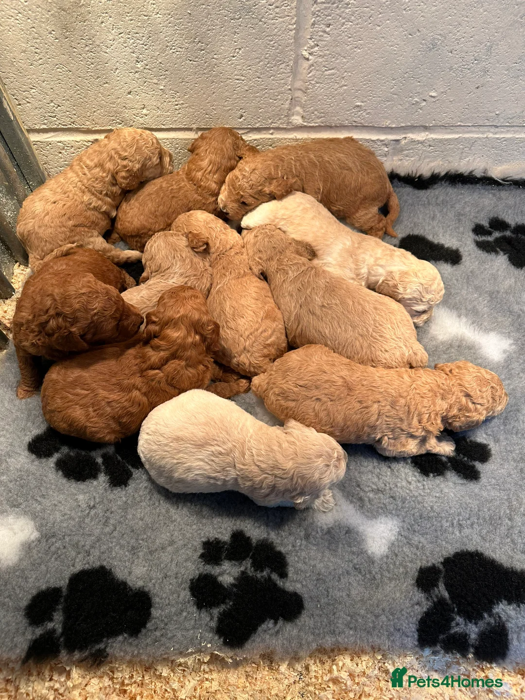 Miniature Poodle dogs for stud: HALF SVK IMP MINIATURE POODLE 🧬270+ health checks in Pickering - Advert 9