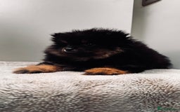 Pomeranian dogs for sale: Sweet Pomeranian Girls Black & Tan Teddy Bear Type - Image 3