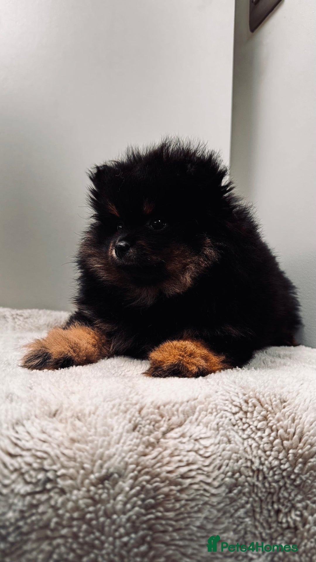 Pomeranian dogs for sale: Sweet Pomeranian Girls Black & Tan Teddy Bear Type - Image 3