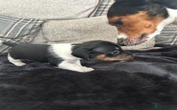 Jack Russell dogs for sale: Jack russel puppy’s  - Image 9