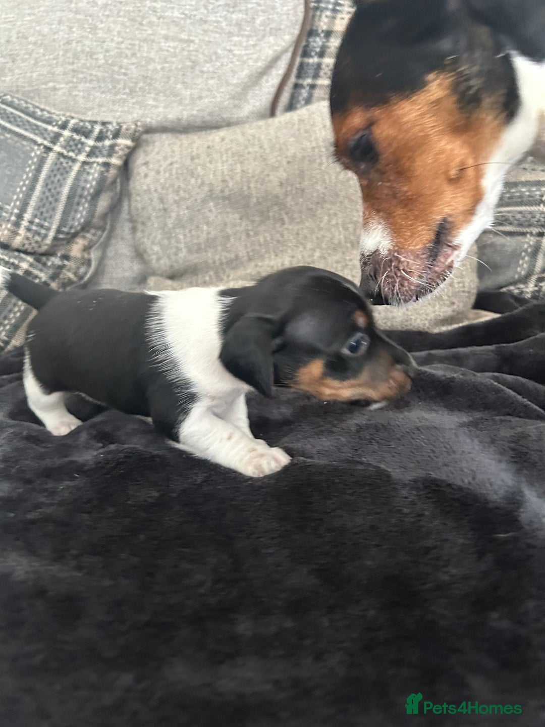 Jack Russell dogs for sale: Jack russel puppy’s  - Image 9