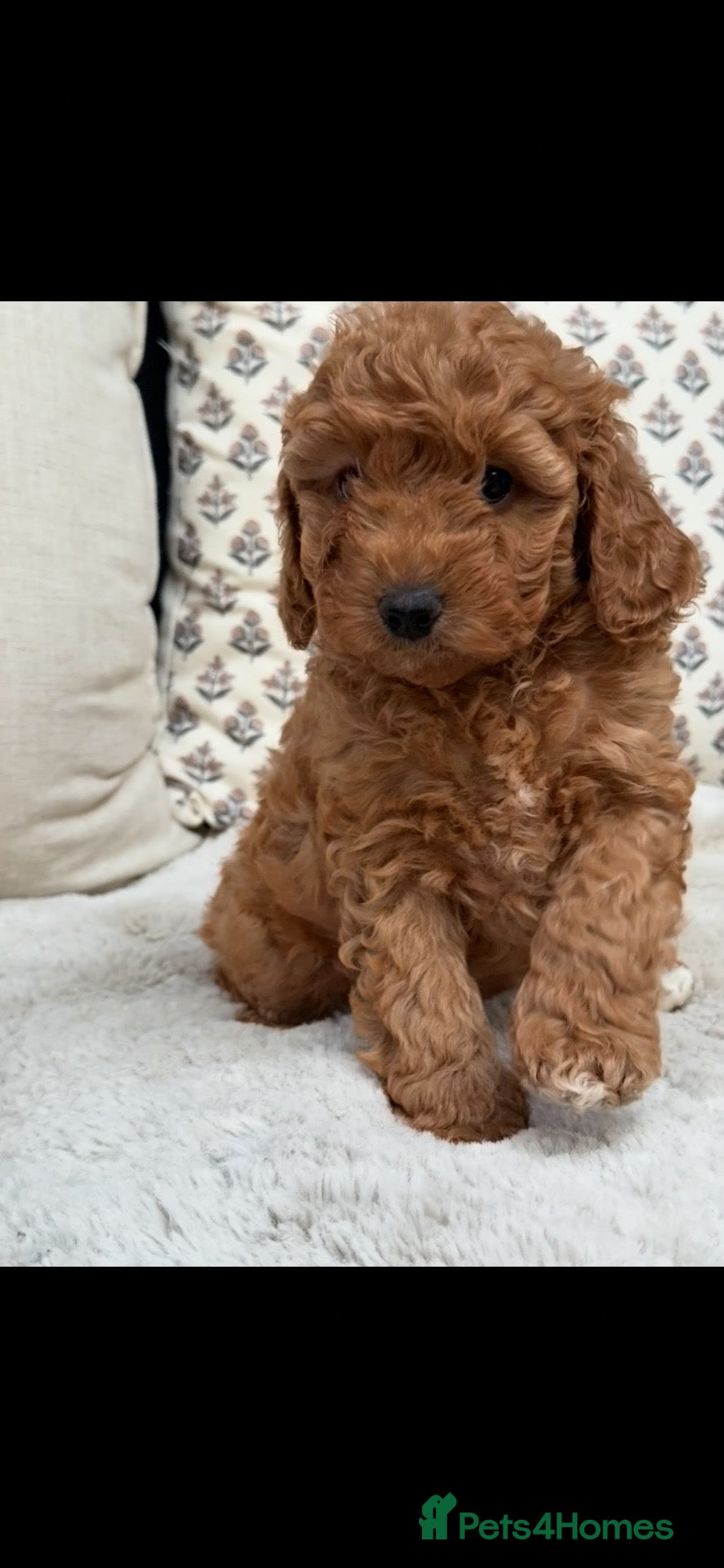 Australian Labradoodle dogs Miniature Australian doodle puppies - Advert 2