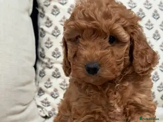 Australian Labradoodle dogs Miniature Australian doodle puppies - Advert 8