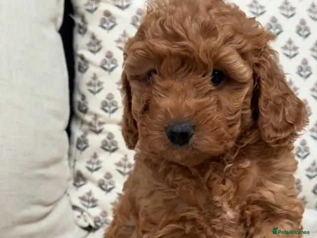 Australian Labradoodle dogs Miniature Australian doodle puppies - Advert 5