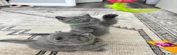 British Shorthair cats for sale: Beautiful British Shorthair and Longhair Kittens  - Advert 7