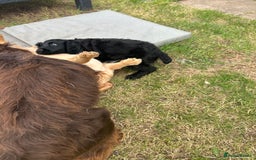 Cocker Spaniel dogs for sale: Male working cocker spaniel puppy kc reg - Image 22