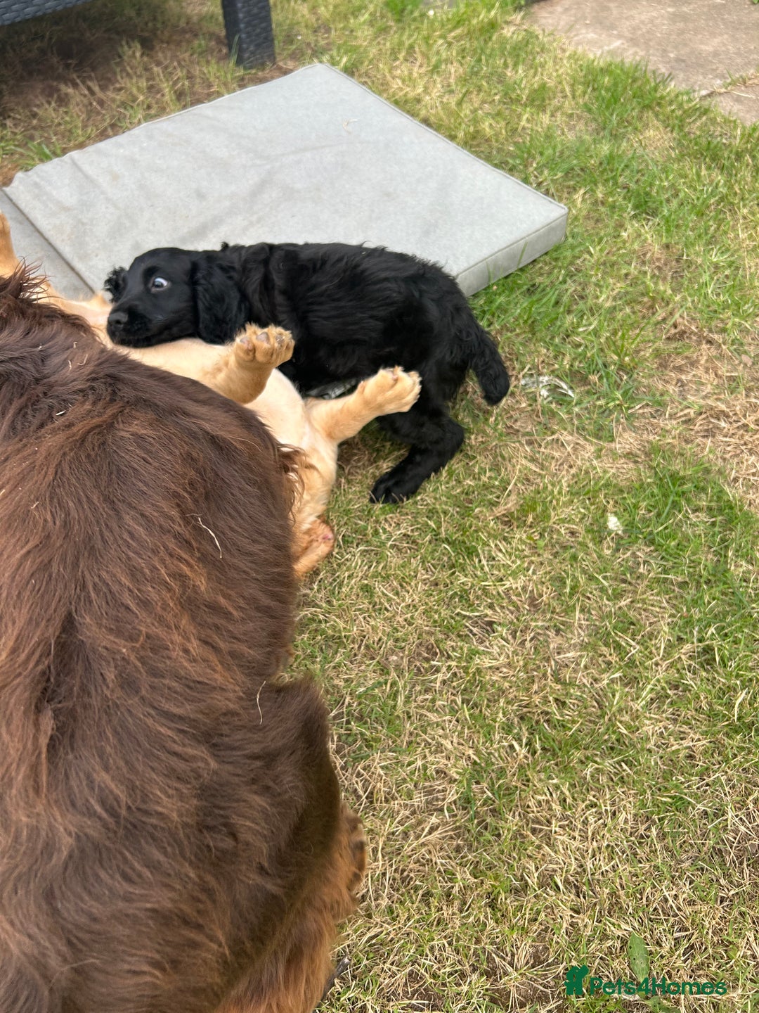 Cocker Spaniel dogs for sale: Male working cocker spaniel puppy kc reg - Image 22
