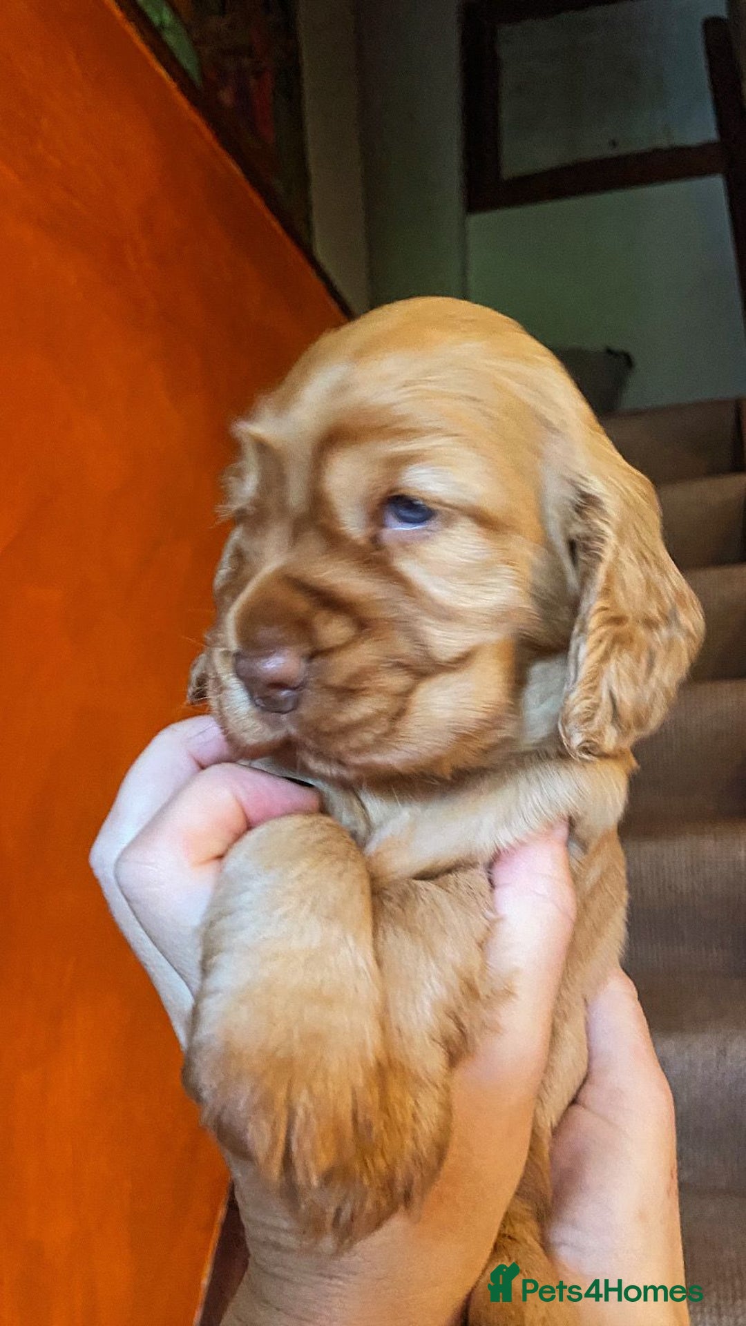 Cocker Spaniel dogs for sale: Stunning beautifully coloured Cocker Spaniel girl. - Image 2
