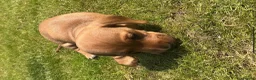 Miniature Dachshund dogs for sale: KC REG Miniature dachshunds. Council licensed in Airdrie - Advert 12
