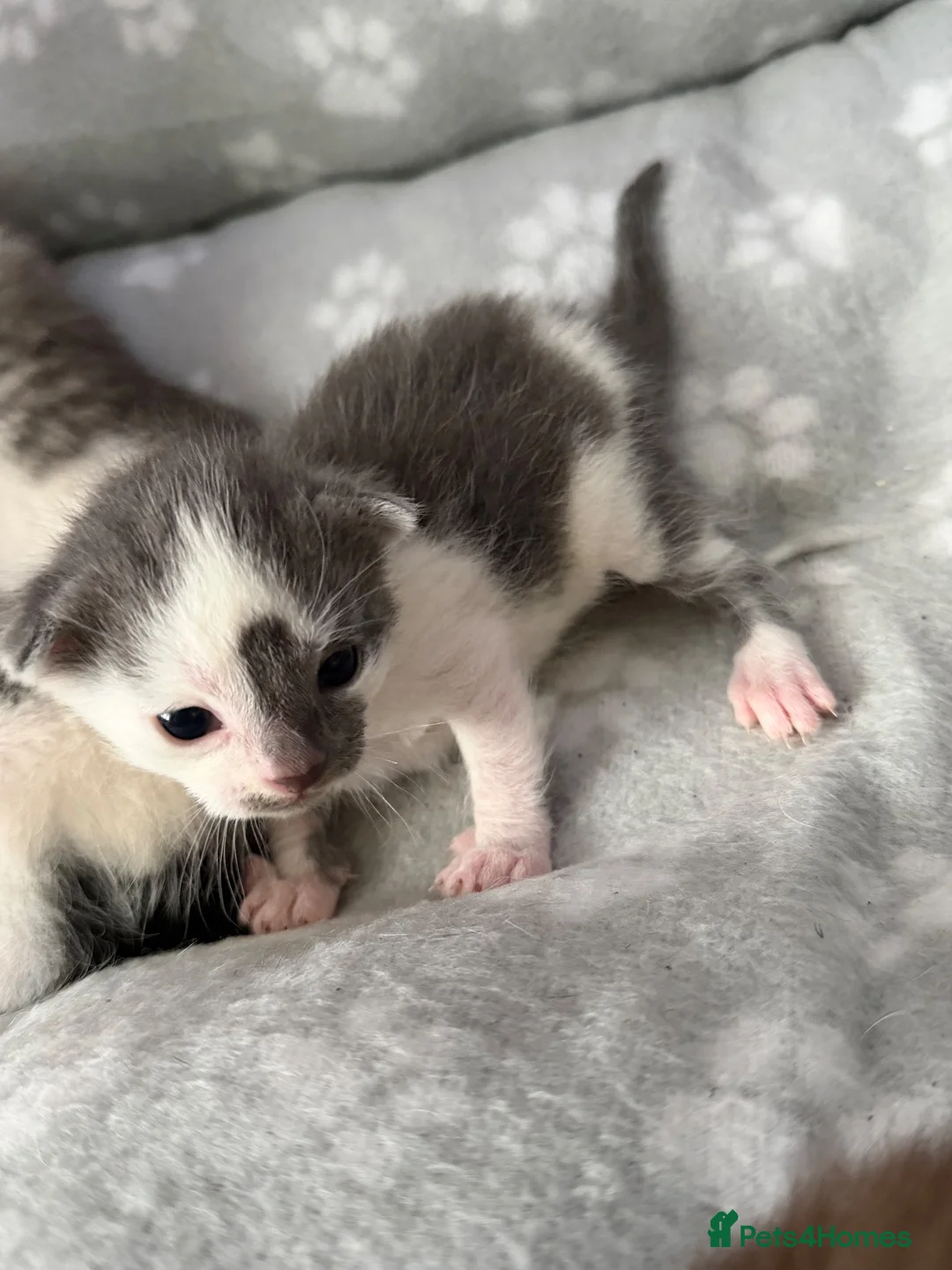 Mixed Breed cats for sale: Kittens for sale - Advert 7