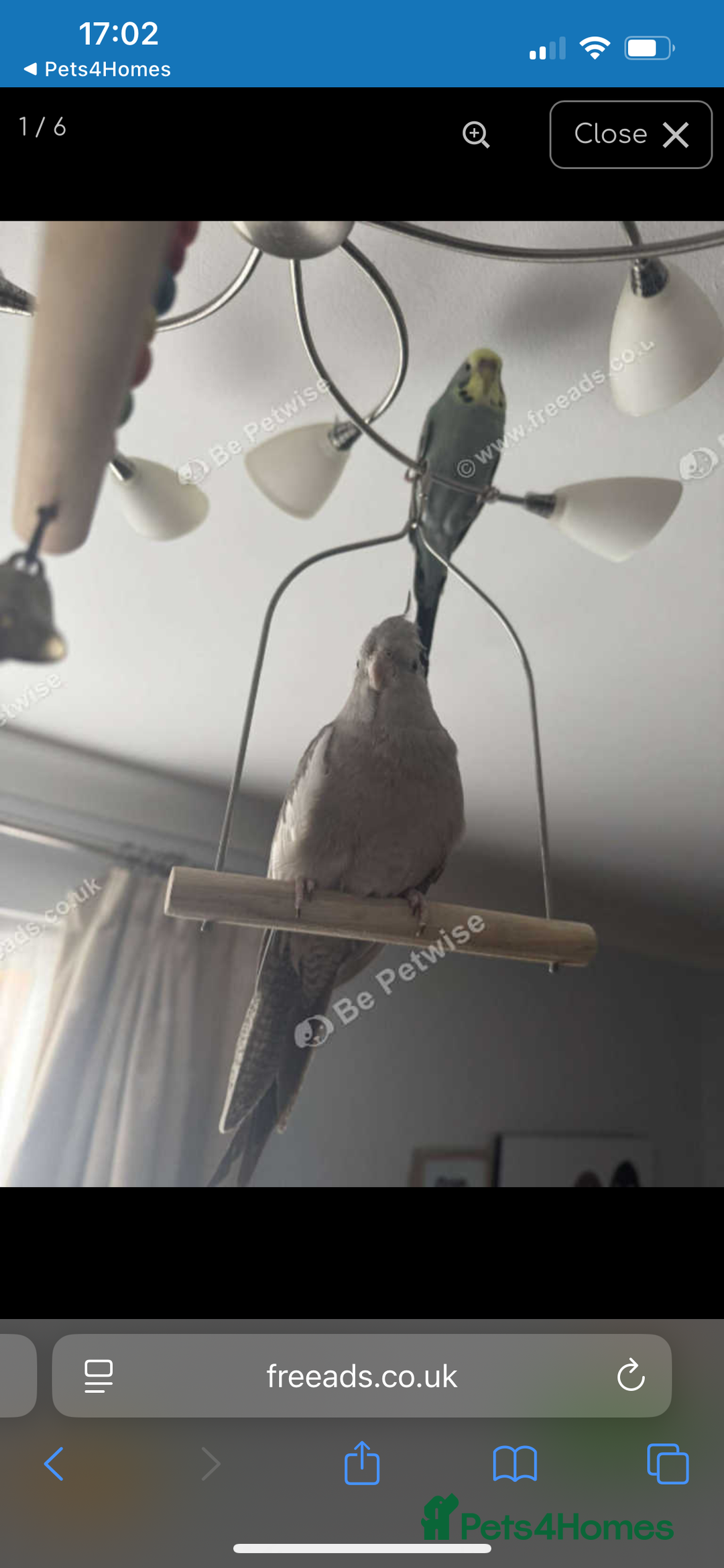 Cockatiels birds for sale: Cockatiel with cage - Image 2