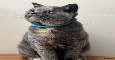 British Shorthair cats - Advert 16