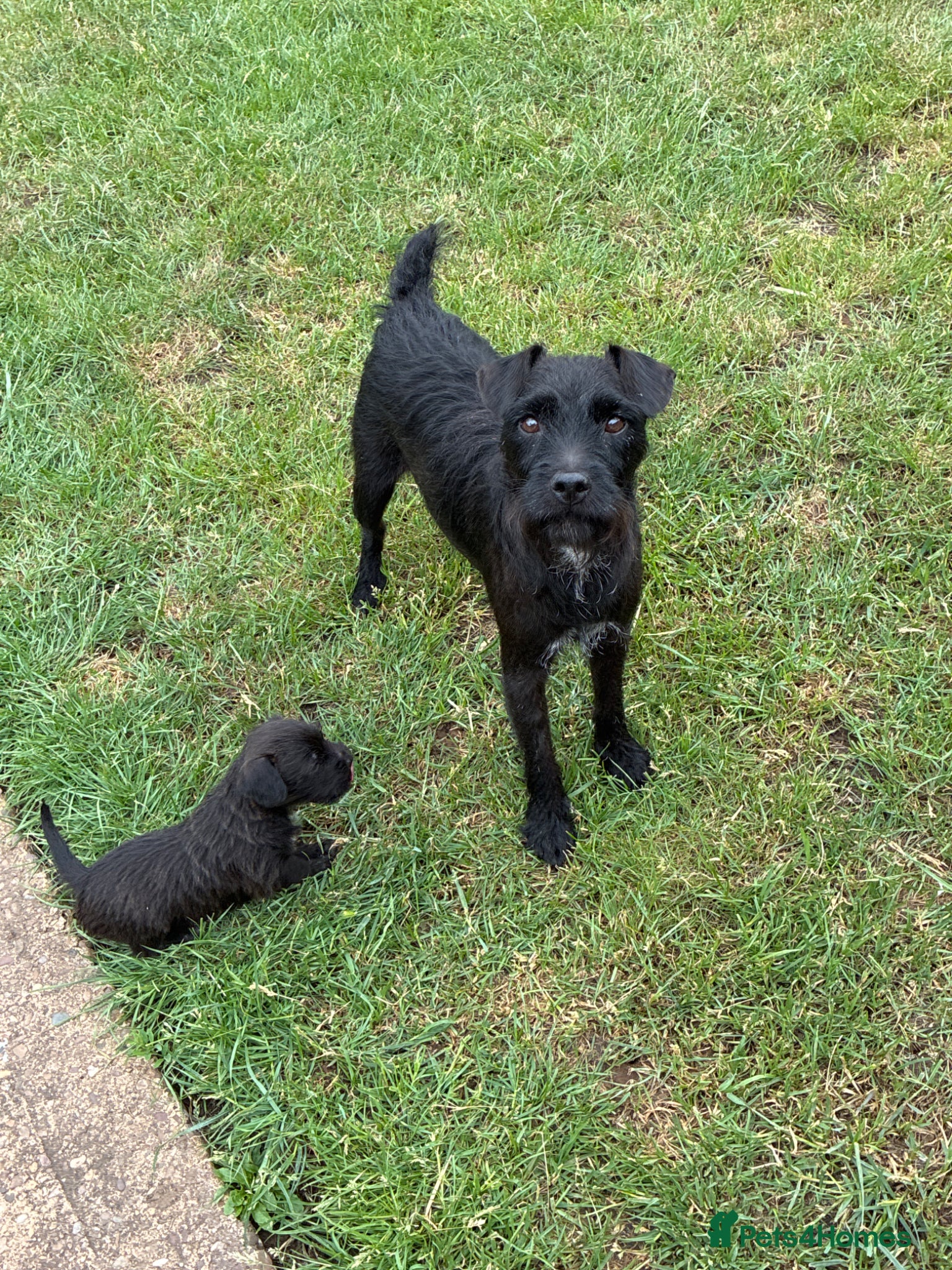 Mixed Breed dogs for sale: Patterdale Lakeland’s - Advert 1