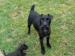 Mixed Breed dogs Patterdale Lakeland’s - Advert 1