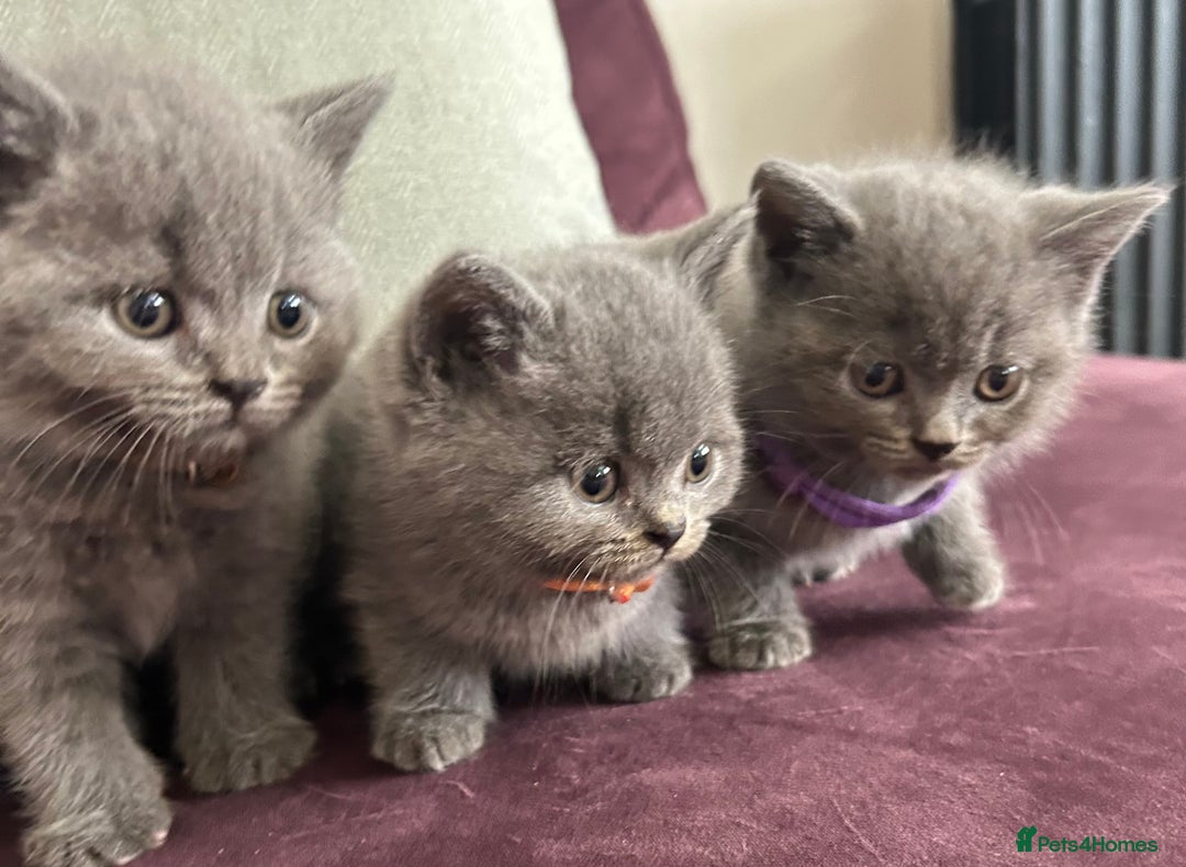 British Shorthair cats for sale: pedigree GCCF kittens available in 2 weeks time! - Image 25