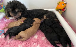 Cavapoo dogs for sale: Exceptional F1 Cavapoos. 5*  - Image 12