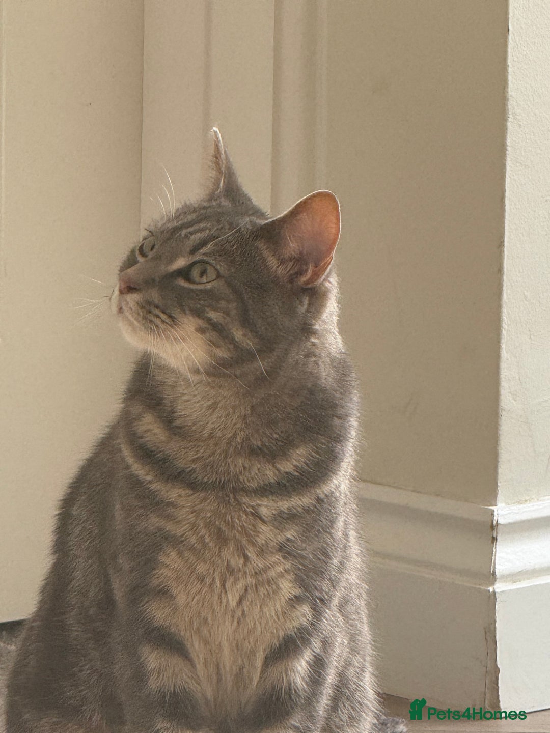 Mixed Breed cats for sale: Adorable tabby cat  - Image 2