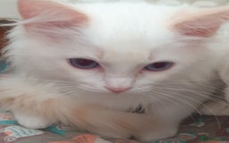 Ragdoll cats for sale: Beautiful GCCF Lilac and Cream Point kittens - Image 32