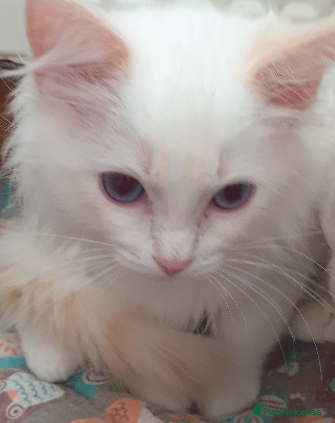Ragdoll cats for sale: Beautiful GCCF Lilac and Cream Point kittens - Image 32