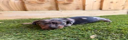 Miniature Dachshund dogs for sale: 3 beautiful minis!  - Advert 4