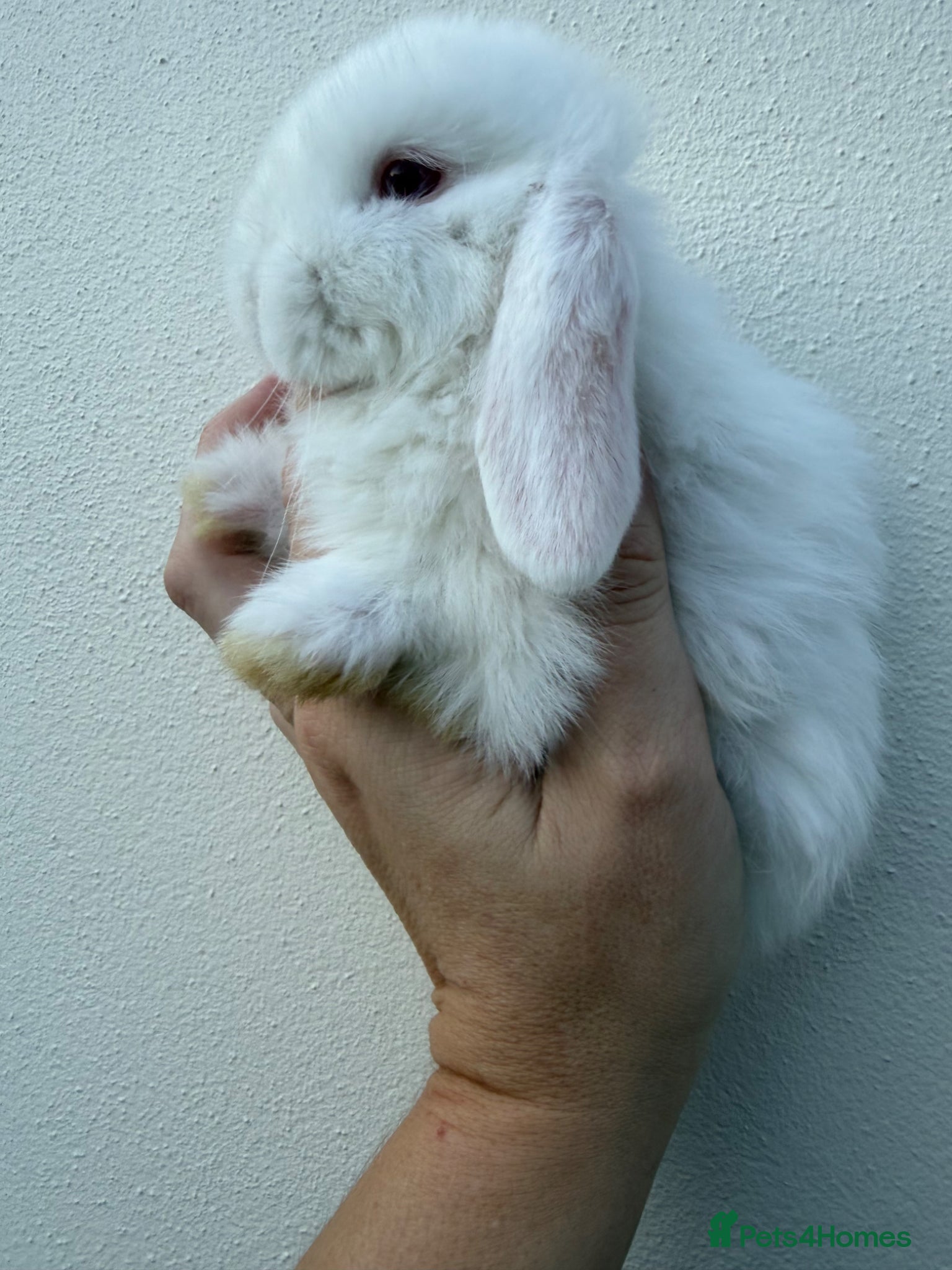 Mini Lop rabbits 2 Purebred Minilop boys available to reserve - Advert 4