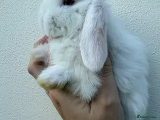 Mini Lop rabbits 2 Purebred Minilop boys available to reserve - Advert 3