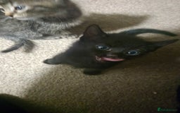 Mixed Breed cats for sale: Kittens  - Image 6