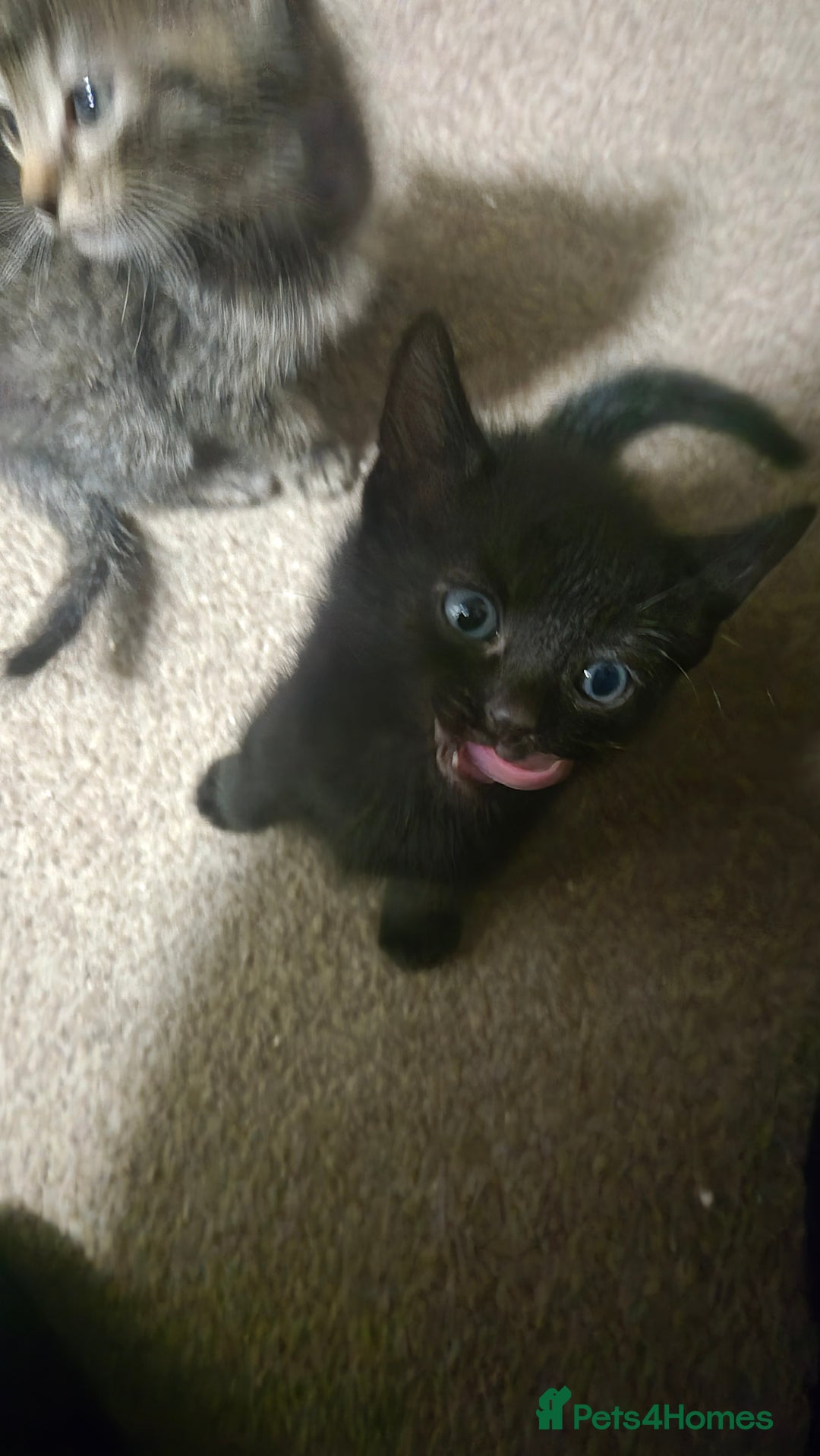 Mixed Breed cats for sale: Kittens  - Image 6